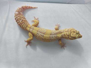 Зоотовары: Леопардовые гекконы (Eublepharis macularius) редких морф Элитный — 4