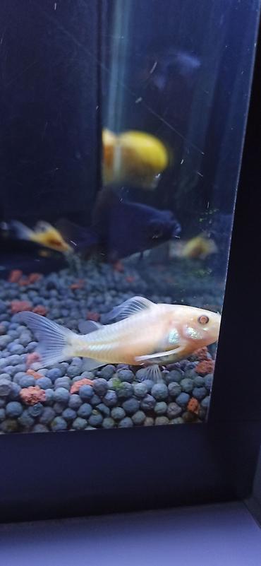 akvariumlar: Məhsul: Akvarium üçün Corydoras (koridoras) balıqları – albino və — 1