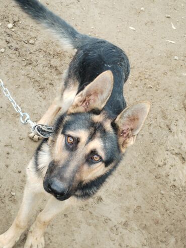 İtlər: Alman çoban iti, 6 ay, Erkek -da lalafo.az — 9 İtlər: Alman çoban iti, 6 ay, Erkek — 9