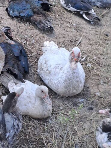 Quş: Salam lal ördəklər satılır .Fərələr 25 xoruzlar 35 azn .Fərələr — 6