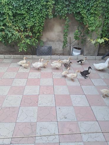 qaz ve ordek satisi: Ördəklər satlır kom alana endirim olacaq — 6