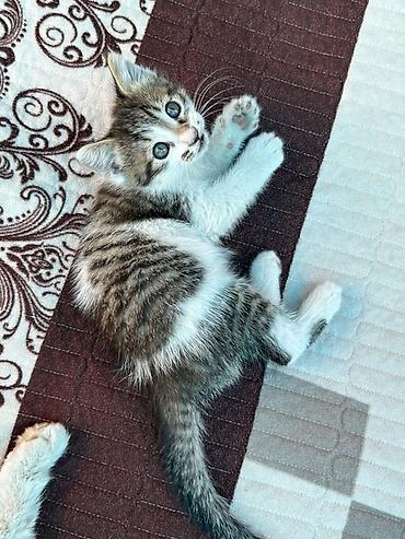 метис сибирской кошки: Сибирская, 2 месяца, Мальчик, Биколор, Приучена к лотку — 2