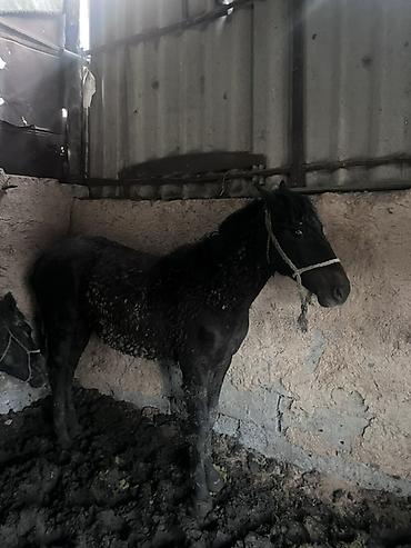 Лошади, кони: Продаю | Жеребенок | Для разведения — 10