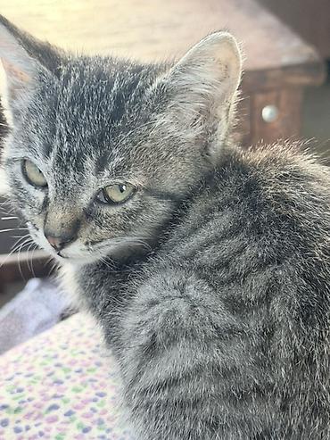 коротколапые коты цена: Отдаю котят в хорошие руки, котята очень хорошие и ласковые, к лотку — 4