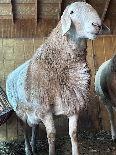 Баран, овца: Продаю | Баран (самец) | Арашан | Для разведения | Племенные, Осеменитель — 8