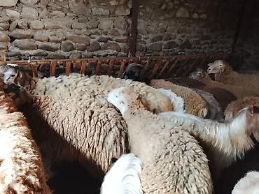 anqus dana satışı: Gəncədə toya nişana qurbanlıq üçün hər cür quzularimiz var yaxşı — 8