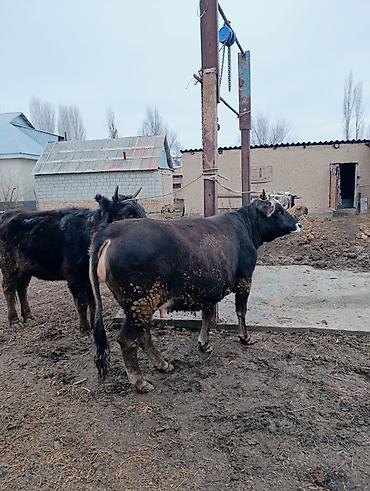 Коровы, быки: Продаю | Корова (самка) | Для молока | После отела — 5