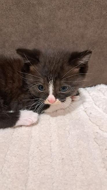 кошка золотая шиншила: Кошка даром: Беспородная, 1 месяц, Мальчик, Приучена к лотку — 2