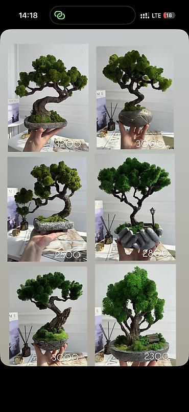 Декоративные цветы: Цены от 2500 сом( указаны на фото) В наличии и на заказ (3-7 дней) Все — 39