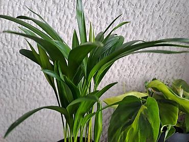 garden tools: Bendzamin, 1 metar visina sa prve slike je 2500, Palma Shamadorea, 1 — 6