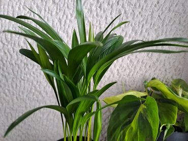 električne testere za drvo: Palma Areca sa prve slike je 600, Filadendron Brazil sa druge i trece