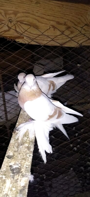 купить домашних курей: Когучкон, голуби, кабутар