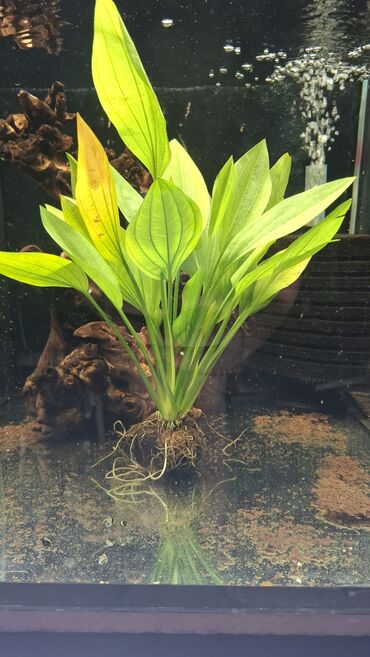узи аппарат для животных: Аквариумное растение — Эхинодорус (розетка) - Тип: розеточное