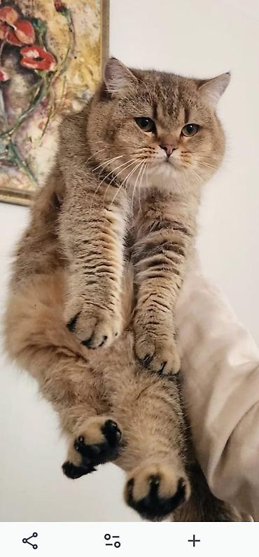 Pişiklər: Britan — 9