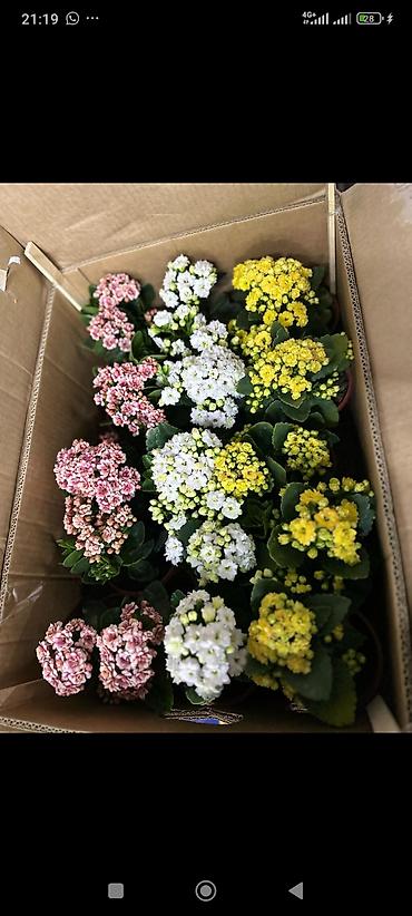 Другие комнатные растения: ОПТОМ Цикламен комнатный в горшке. - Компактные кустики с мраморными — 6