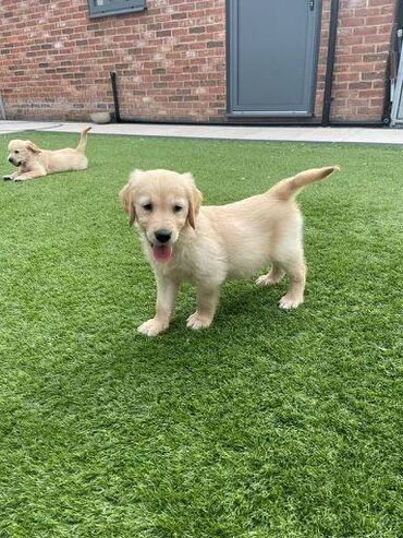 Άλλα: Golden retriever Our gorgeous family pet Rose has given birth to a