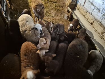 Qoyunlar, qoçlar: 15 balalı qoyun satlırr iri quzularla qiymət razılaşma yolu iləə — 9