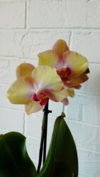 букет невесты цены: Большой выбор цветущих сортовых орхидей высота растений 35 см