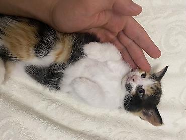 angora pişik: Dişi, Erkək, Ünvandan götürmə — 5