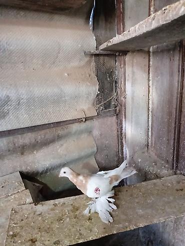 Птицы: Продаю молодых голубей 1 шт стоит пятьсот сом окончательно родители — 17