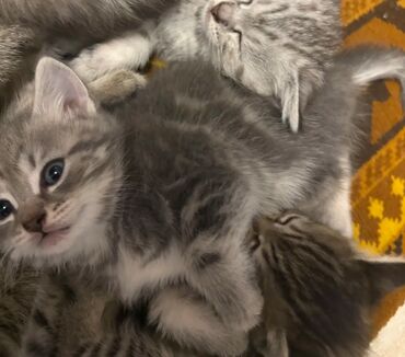 персидский кот экзот: Скотиш Страйт (Шотландская прямоухая), 2 месяца, Девочка, Серебристая шиншилла, Приучена к лотку