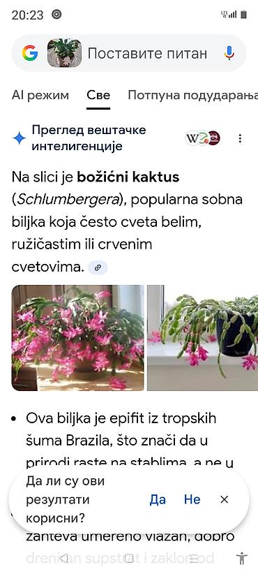 Ostale kućne biljke: Sobne i ukrasne biljke u saksijama – više vrsta - Syngonium — 22