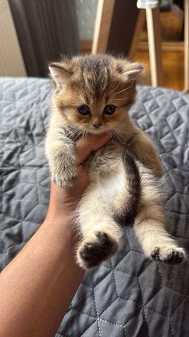 Кошки: Шотландская вислоухая — 1