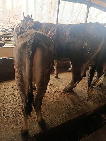 Коровы, быки: Продаю | Бык (самец) | Швицкая | На откорм | Привязанные — 2