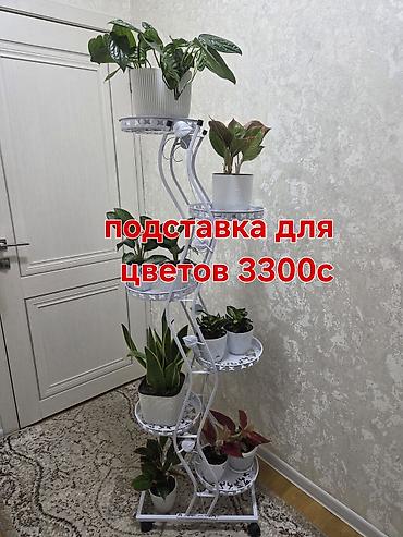 оксалис: Комнатные растения в горшках. - Подборка неприхотливых растений — 7