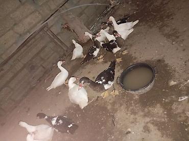 ev heyvanı satışı: Bala lal ördəklər satılır 4ayları tamam olub təcili satılır real — 2
