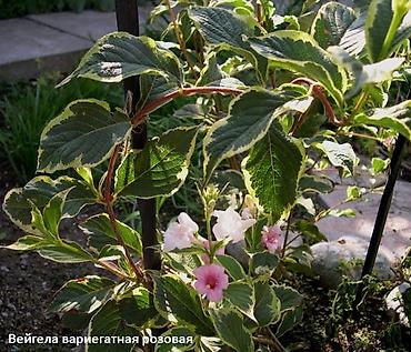 Другие садовые цветы и кустарники: Садовые растения - кустарники ( вейгела пестролистная, рябинник — 8
