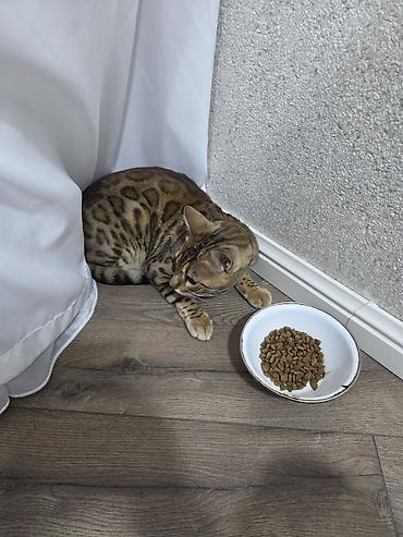 Pişiklər: Benqal, Dişi, Ünvandan götürmə — 4