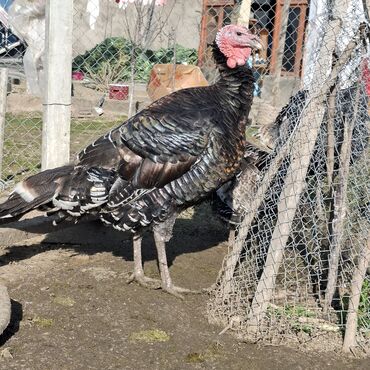 Hinduşka: Erkək, Amerika, Damazlıq, Ünvandan götürmə — 2