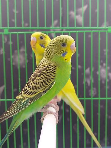 конный тур бишкек цена: Ассаламу алейкум Папугай пара 🦜 сатылат! Клеткасы+жеми менен Адрес — 2