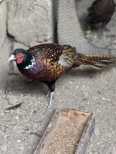 Xoruzlar: Xoruz, il: 1, Pulsuz çatdırılma — 1