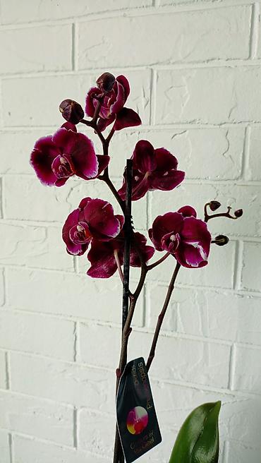 Орхидеи: Большой выбор сортовых орхидей. высота растений 70 см — 11