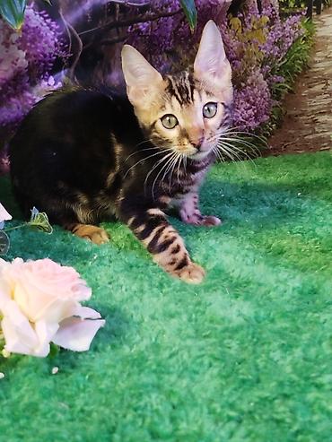 Продажа кошек: Бенгальская, 2 месяца, Мальчик, Черный, Приучена к лотку, Проглистована, С документами — 21