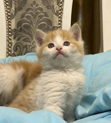 Продажа кошек: Лесная, 1 месяц, Мальчик, Рыжий — 5