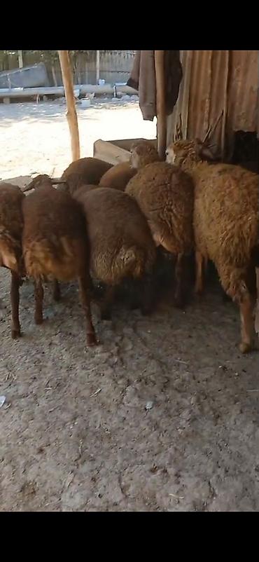 ətlik dovşan: Erkək,Dişi Quzular Satılır📍Diri Çəkisi 10manatdan stitqasız,diri — 7