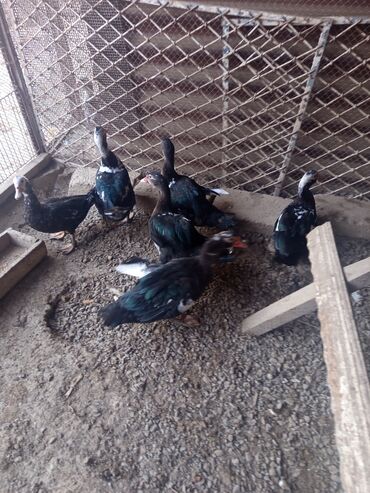 Ördəklər: Salam yerli və cins ördəklər satılır 20-70 manat arası ünvan Gəncə - — 5