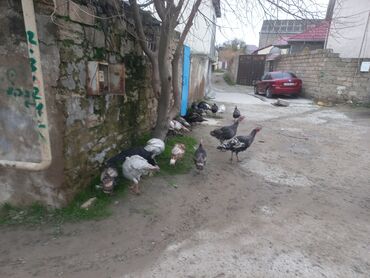 hinduşka yumurtası satılır: Erkək, Kanada, Ətlik, Ödənişli çatdırılma