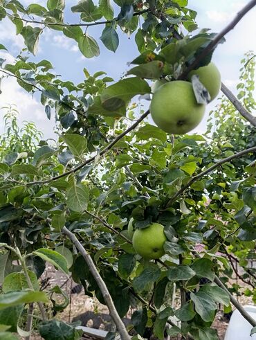 Həyət evləri və villaların satışı: 3 otaqlı, 150 kv. m, Təmirsiz — 6