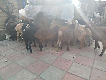 Quzu: Qoyun quzuları satılır – 22 quzudu kom 175 lə tek tek seçib götürən -da lalafo.az — 8 Quzu: Qoyun quzuları satılır – 22 quzudu kom 175 lə tek tek seçib götürən — 8