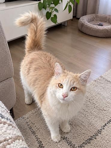 китайская кошка: Кошка даром: Беспородная, 11 месяцев, Мальчик — 1