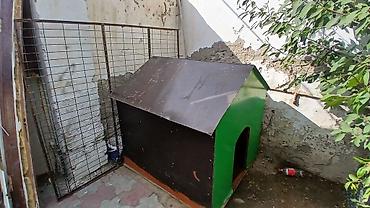 it səkilləri: Böyük ölçülü it evi - Material: möhkəm taxta karkas, üstü — 2