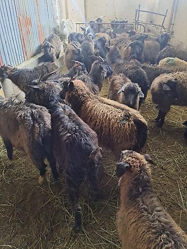 Козы, козлы: Ушул жаш малдыка эчкилер сатылат 47баш обший 13чо былтыркы улактары — 5