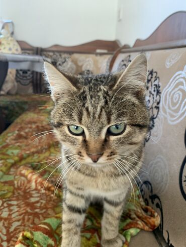 сиамские кот: Отдам в хорошие руки😊