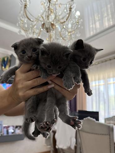 Продажа кошек: Продаем котят мама вислоухая - папа шотландец 🥹 Котята все — 1
