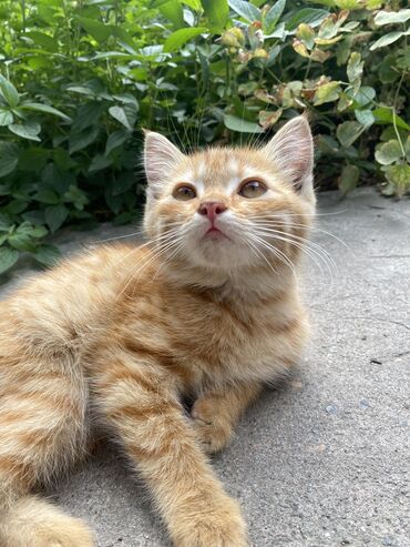 хаски девочка: Отдам котят в добрые руки !!!!! Рыжая девочка, 🐈 Черненький