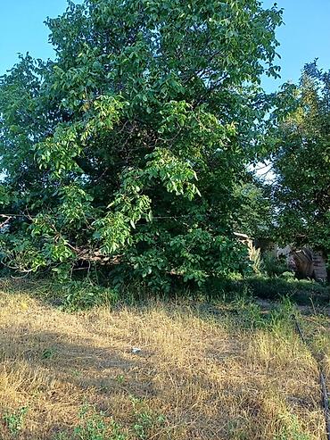 Продажа коттеджей и домов: Дом на Иссык-Куле!!! Продается просторный дом на участке 36 сотых at lalafo.kg — 33 Продажа коттеджей и домов: Дом на Иссык-Куле!!! Продается просторный дом на участке 36 сотых — 33